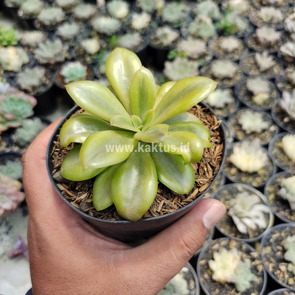 478. Echeveria Rubromarginata Aurea Variegated - Image 8