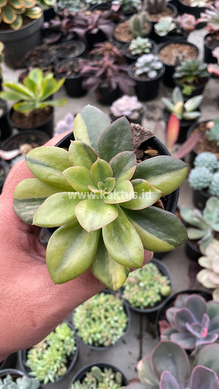 478. Echeveria Rubromarginata Aurea Variegated - Image 27