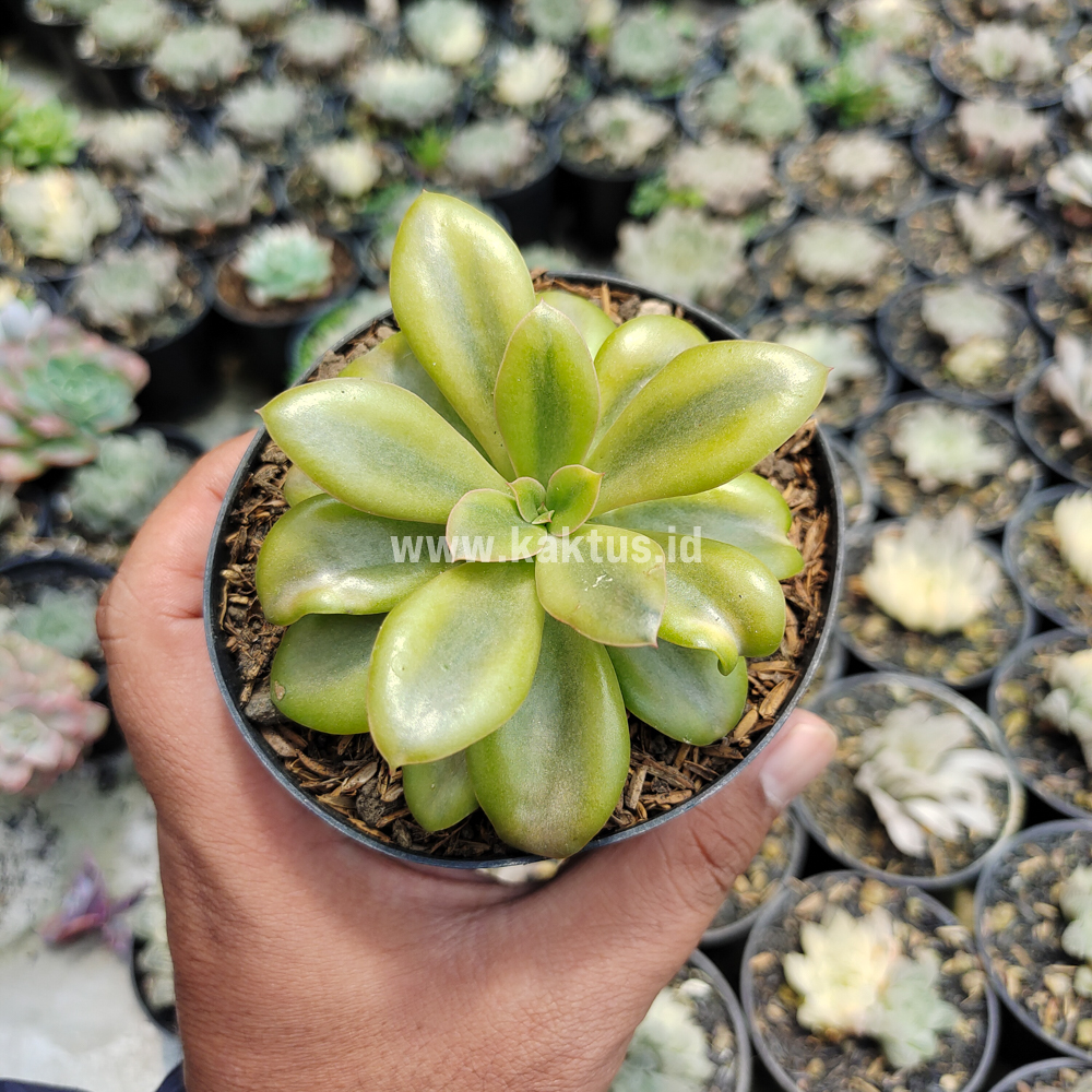 478. Echeveria Rubromarginata Aurea Variegated - Image 3