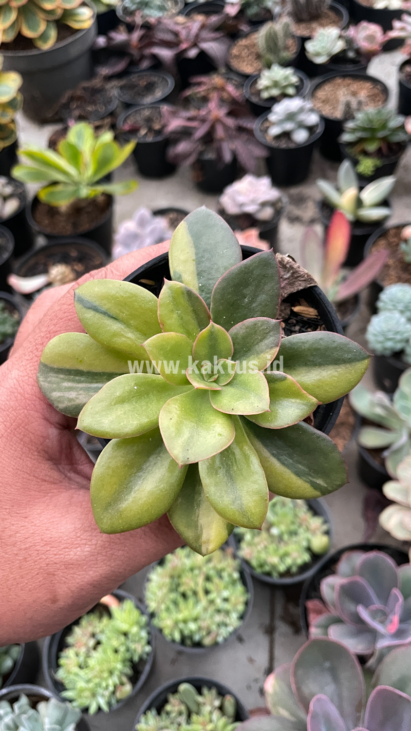 478. Echeveria Rubromarginata Aurea Variegated - Image 26