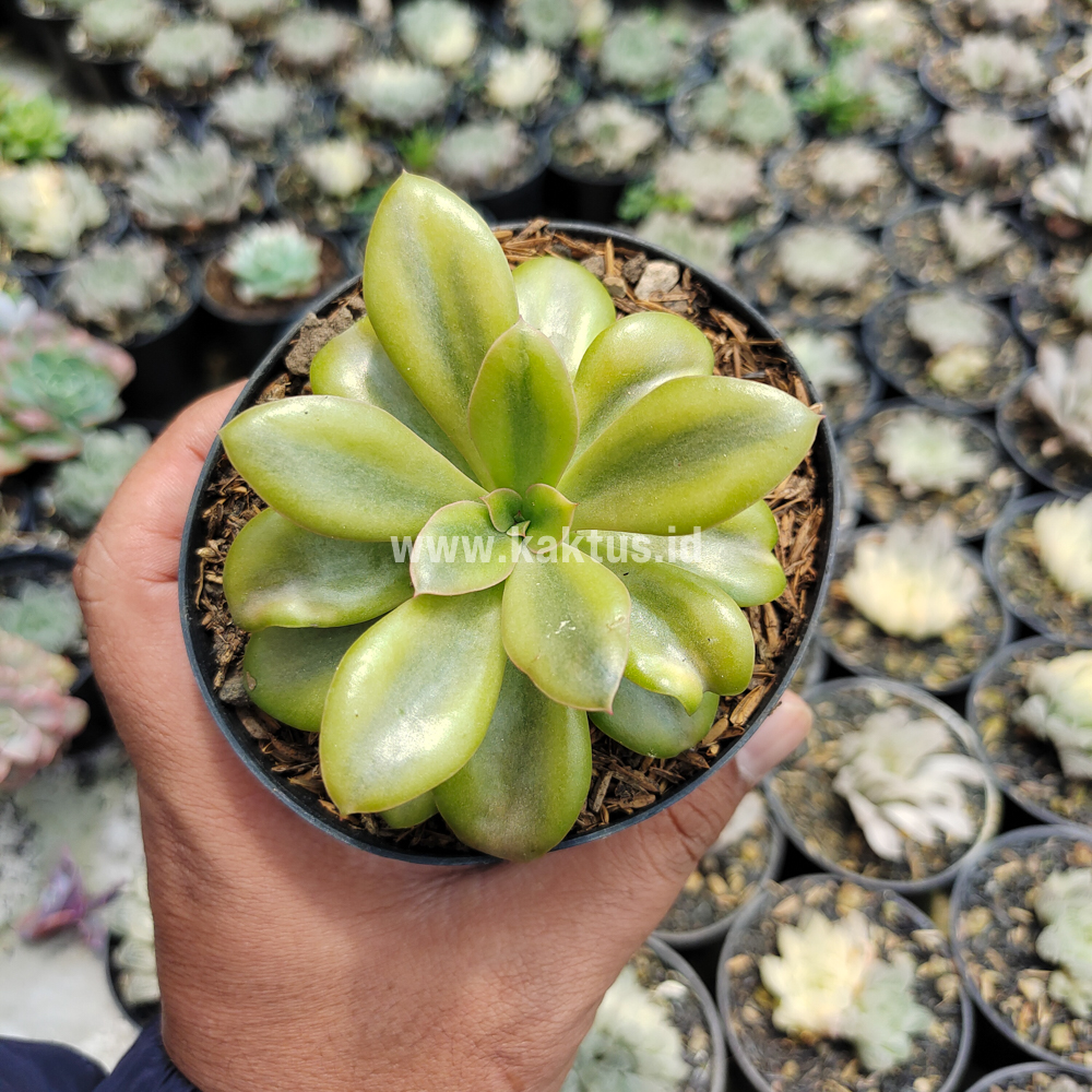 478. Echeveria Rubromarginata Aurea Variegated - Image 9