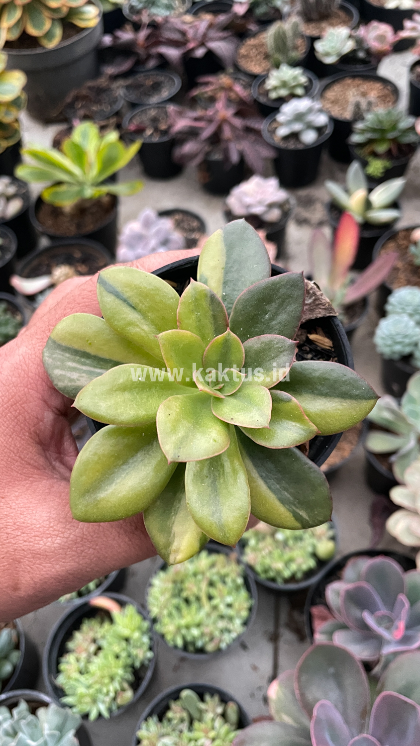 478. Echeveria Rubromarginata Aurea Variegated - Image 25