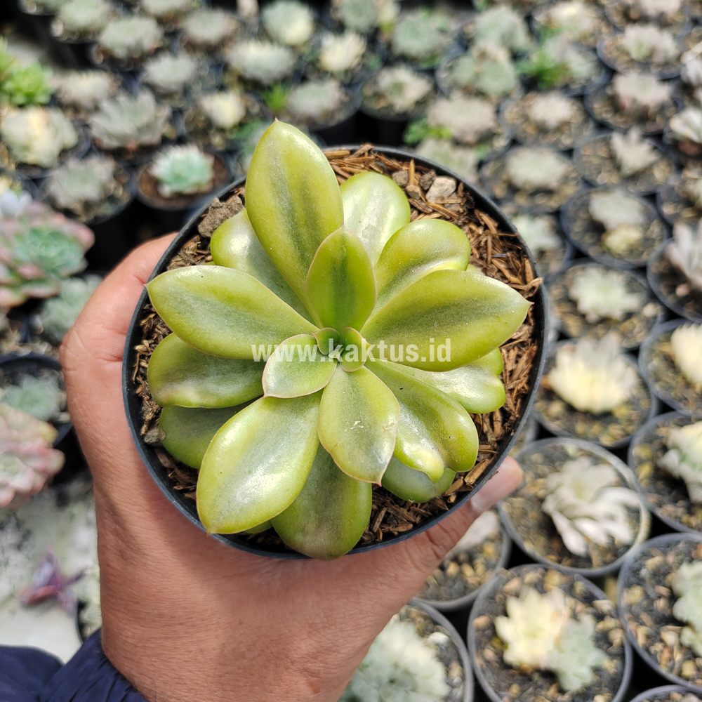 478. Echeveria Rubromarginata Aurea Variegated - Image 10
