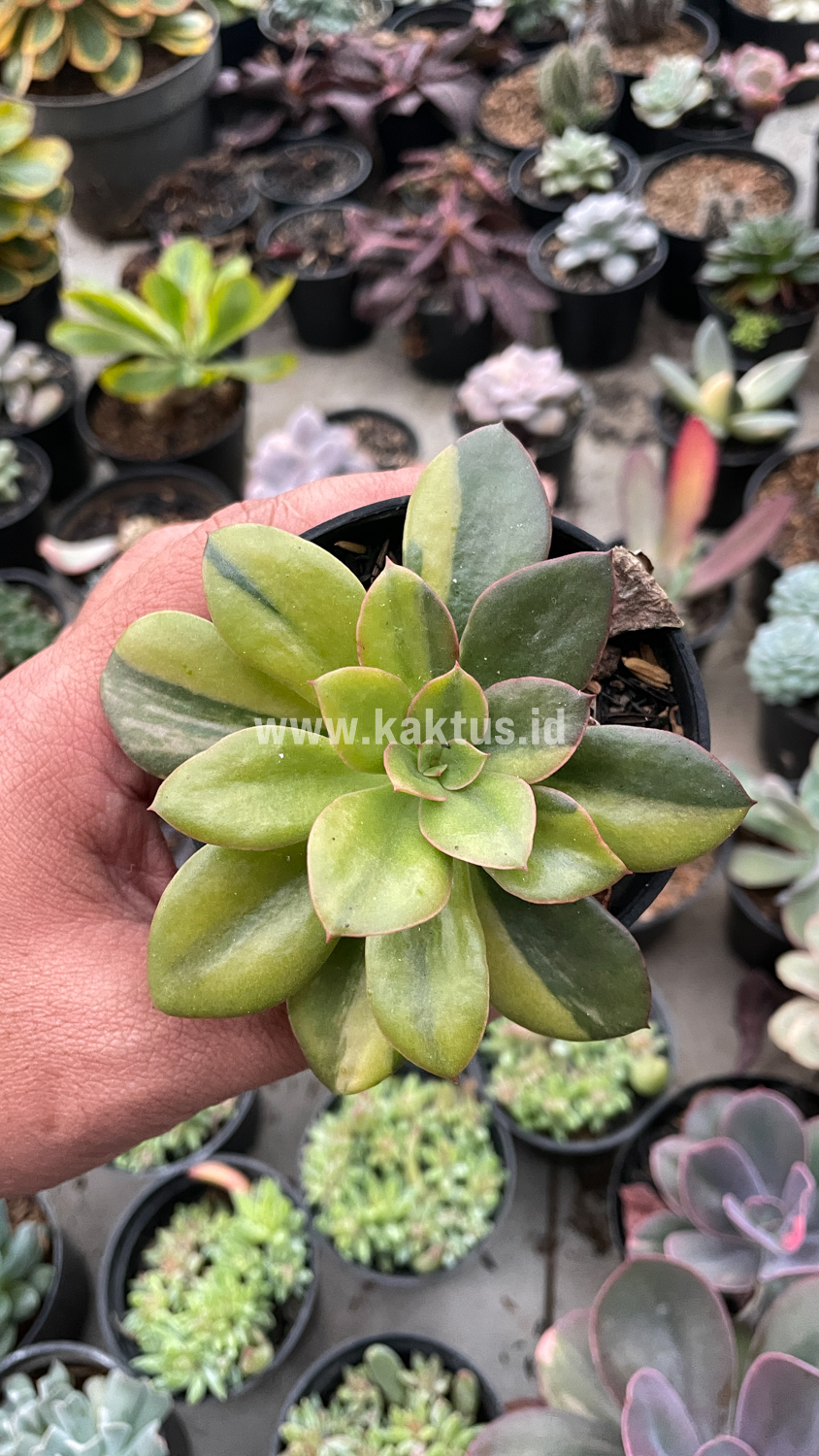 478. Echeveria Rubromarginata Aurea Variegated - Image 24