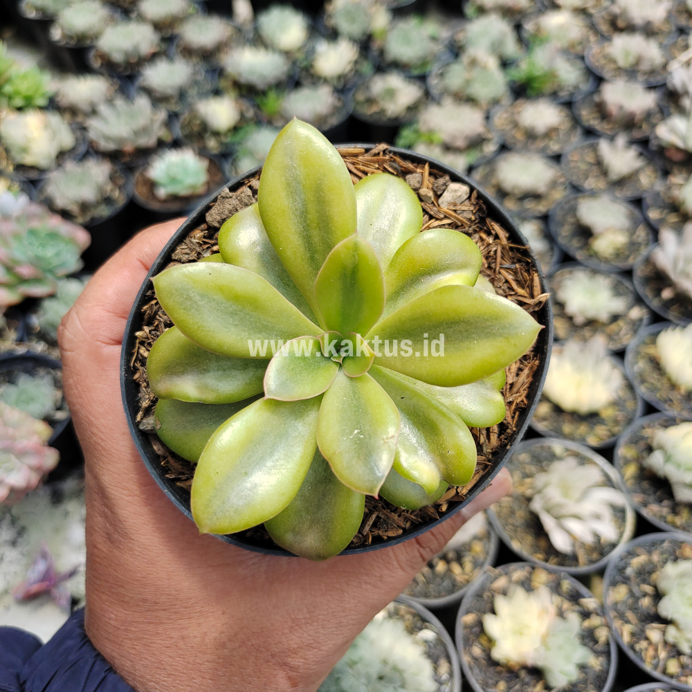 478. Echeveria Rubromarginata Aurea Variegated - Image 11