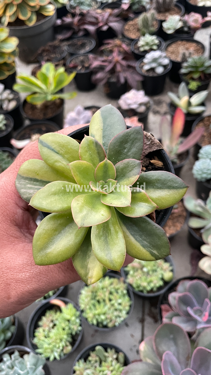 478. Echeveria Rubromarginata Aurea Variegated - Image 23