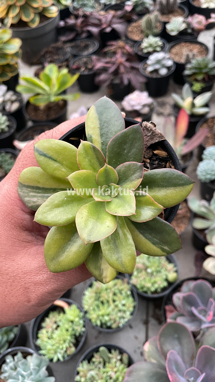 478. Echeveria Rubromarginata Aurea Variegated - Image 22