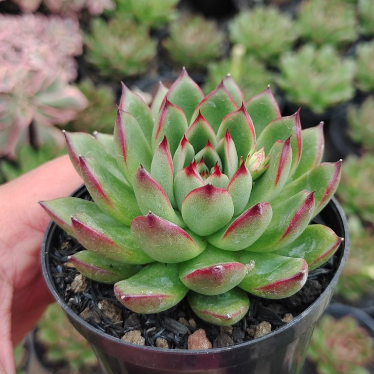 480. Echeveria Agavoides Pulidonis