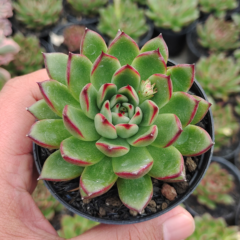 480. Echeveria Agavoides Pulidonis - Image 3