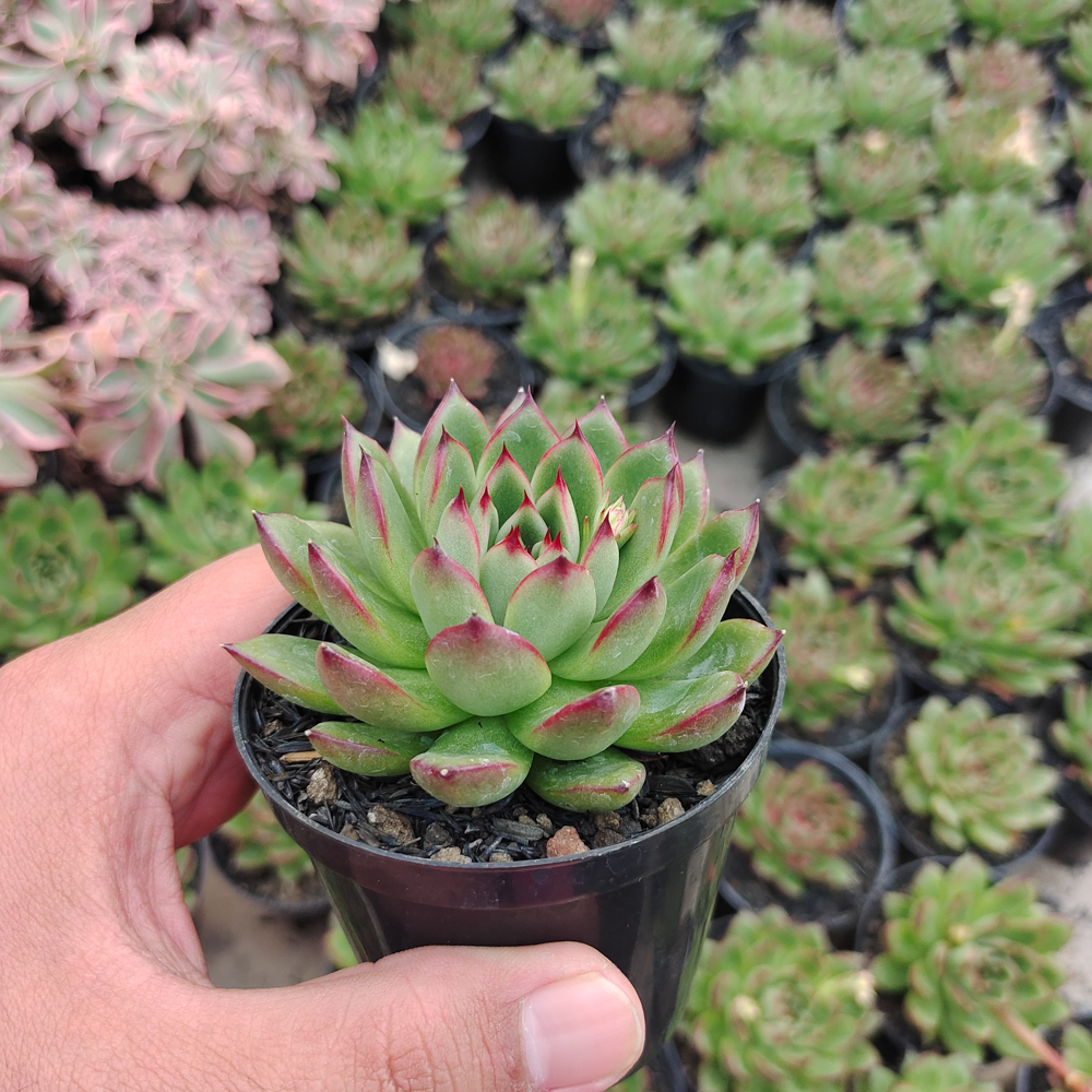 480. Echeveria Agavoides Pulidonis - Image 4