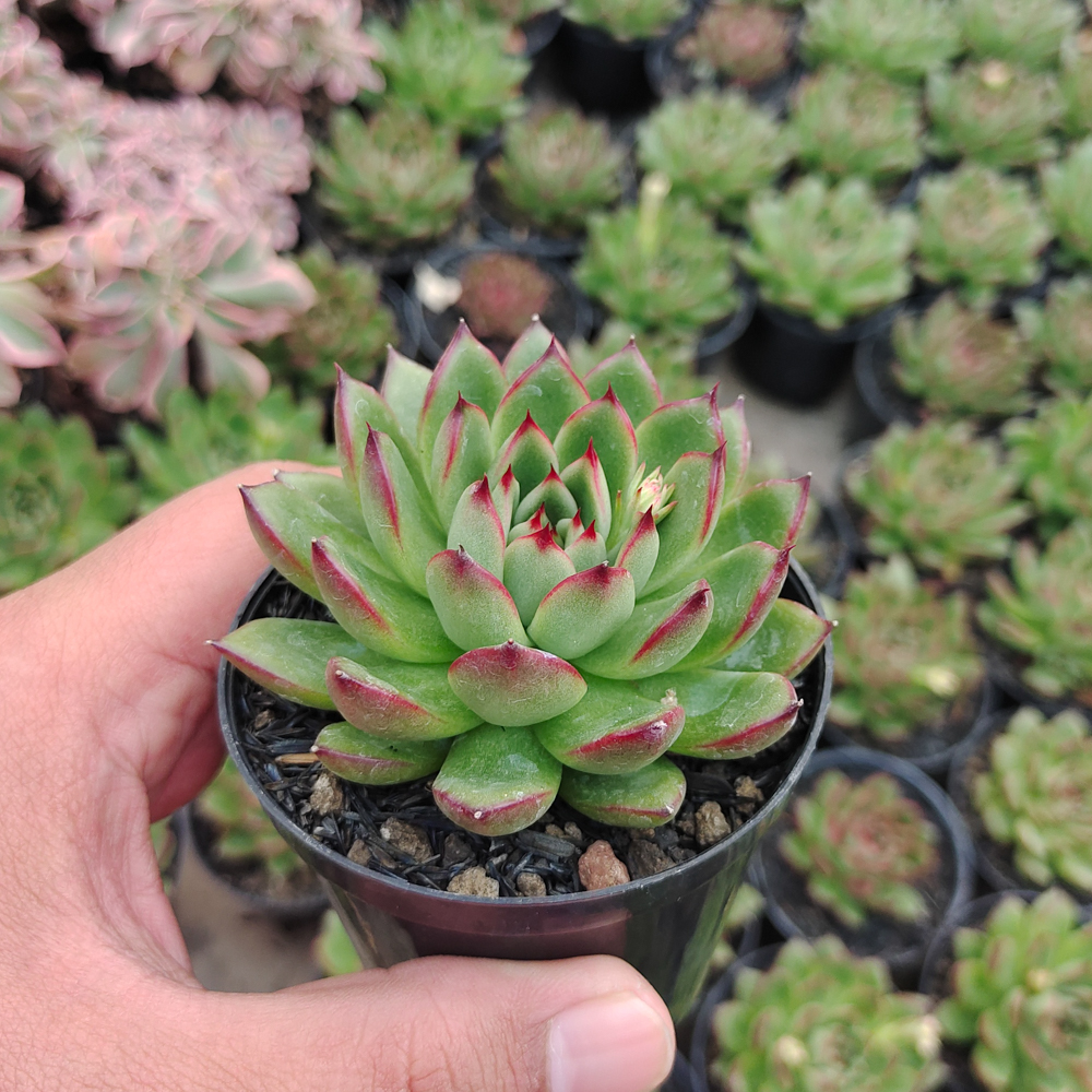 480. Echeveria Agavoides Pulidonis - Image 5