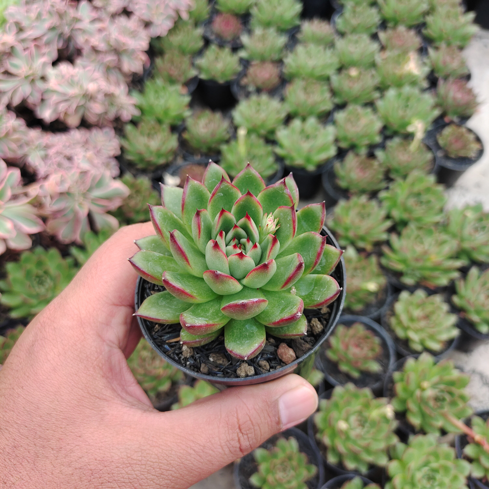 480. Echeveria Agavoides Pulidonis - Image 6