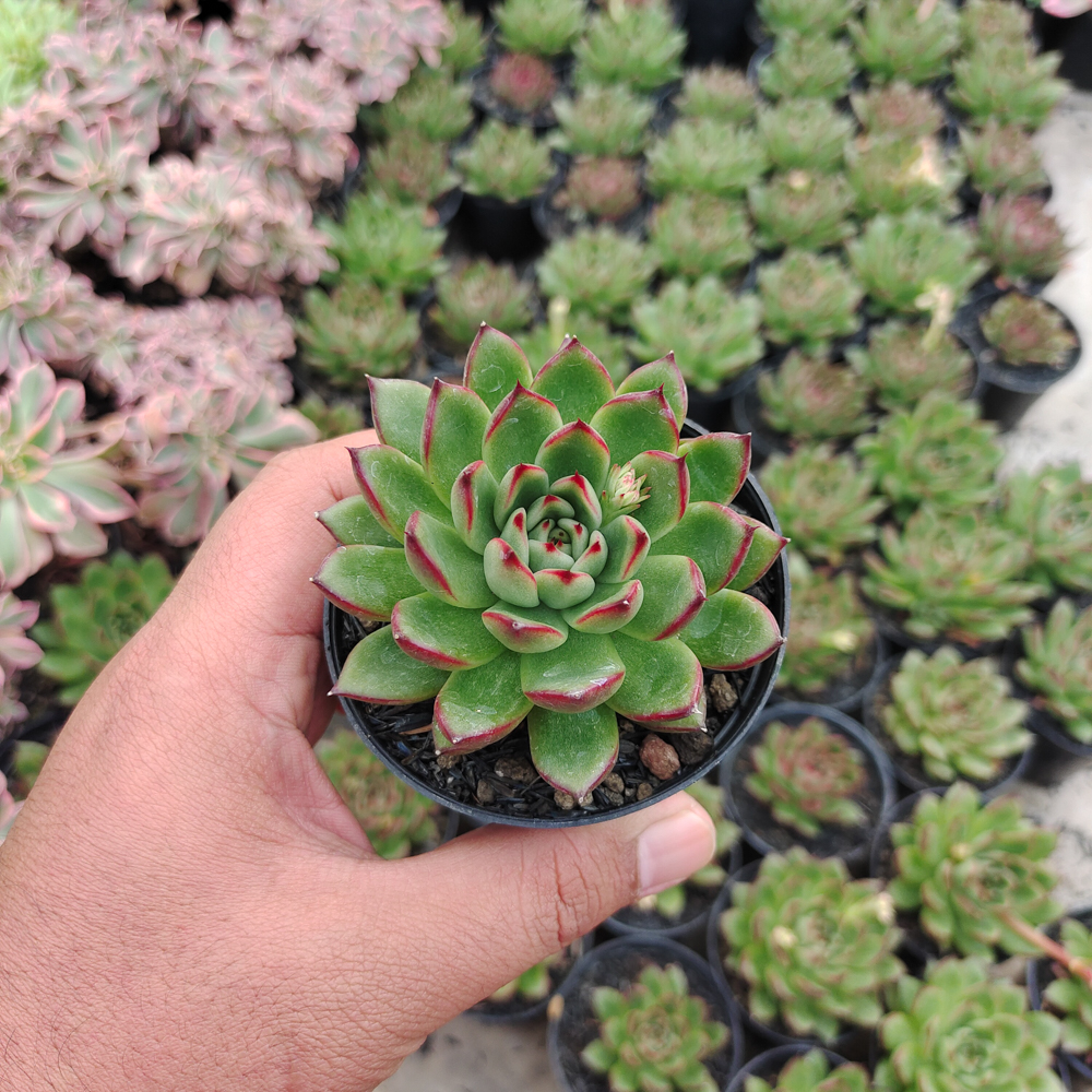 480. Echeveria Agavoides Pulidonis - Image 7