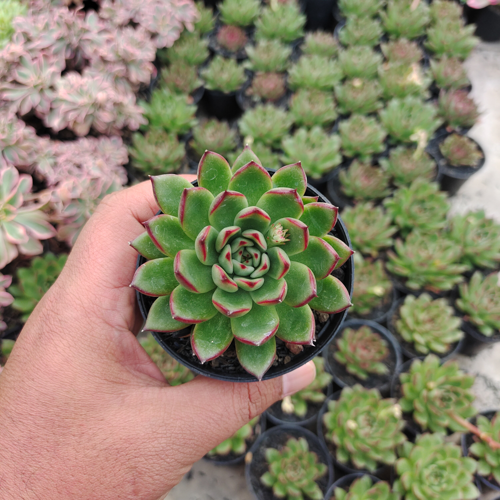 480. Echeveria Agavoides Pulidonis - Image 8