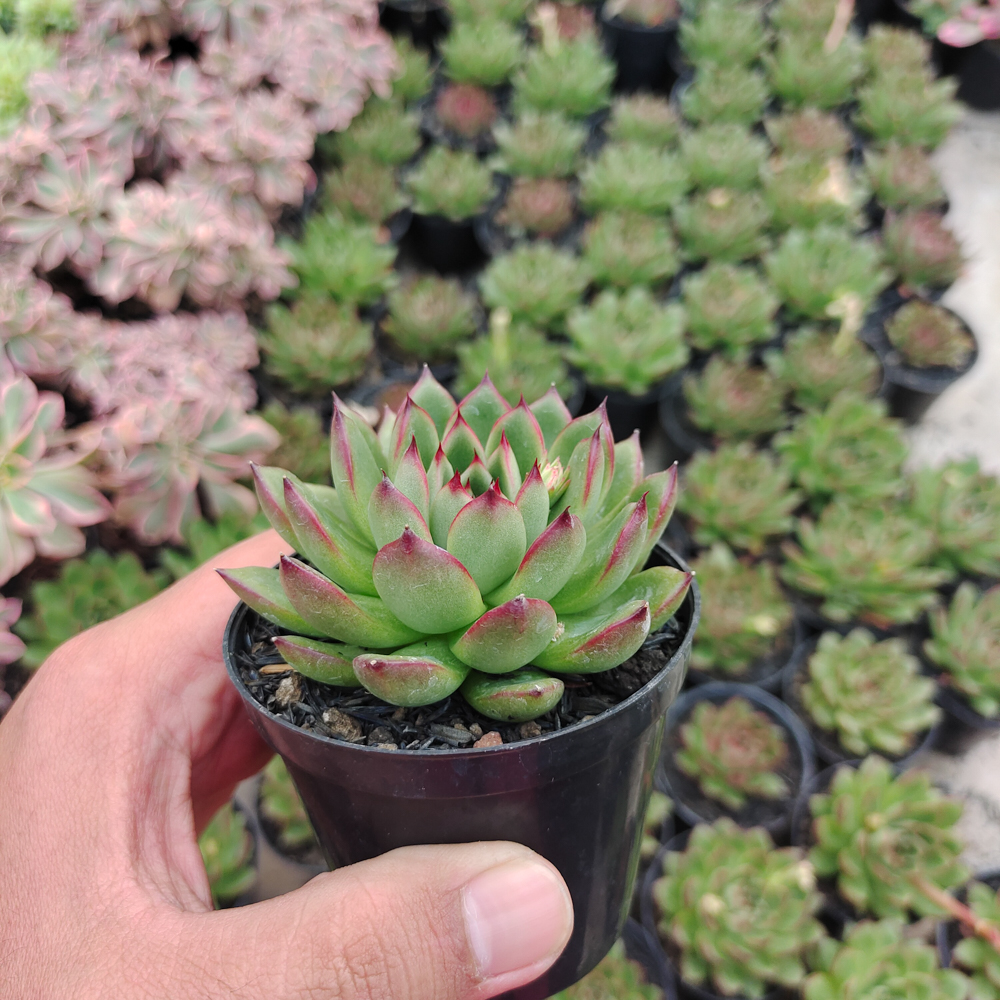 480. Echeveria Agavoides Pulidonis - Image 9