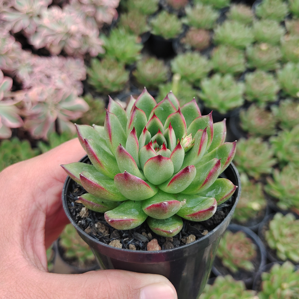 480. Echeveria Agavoides Pulidonis - Image 10