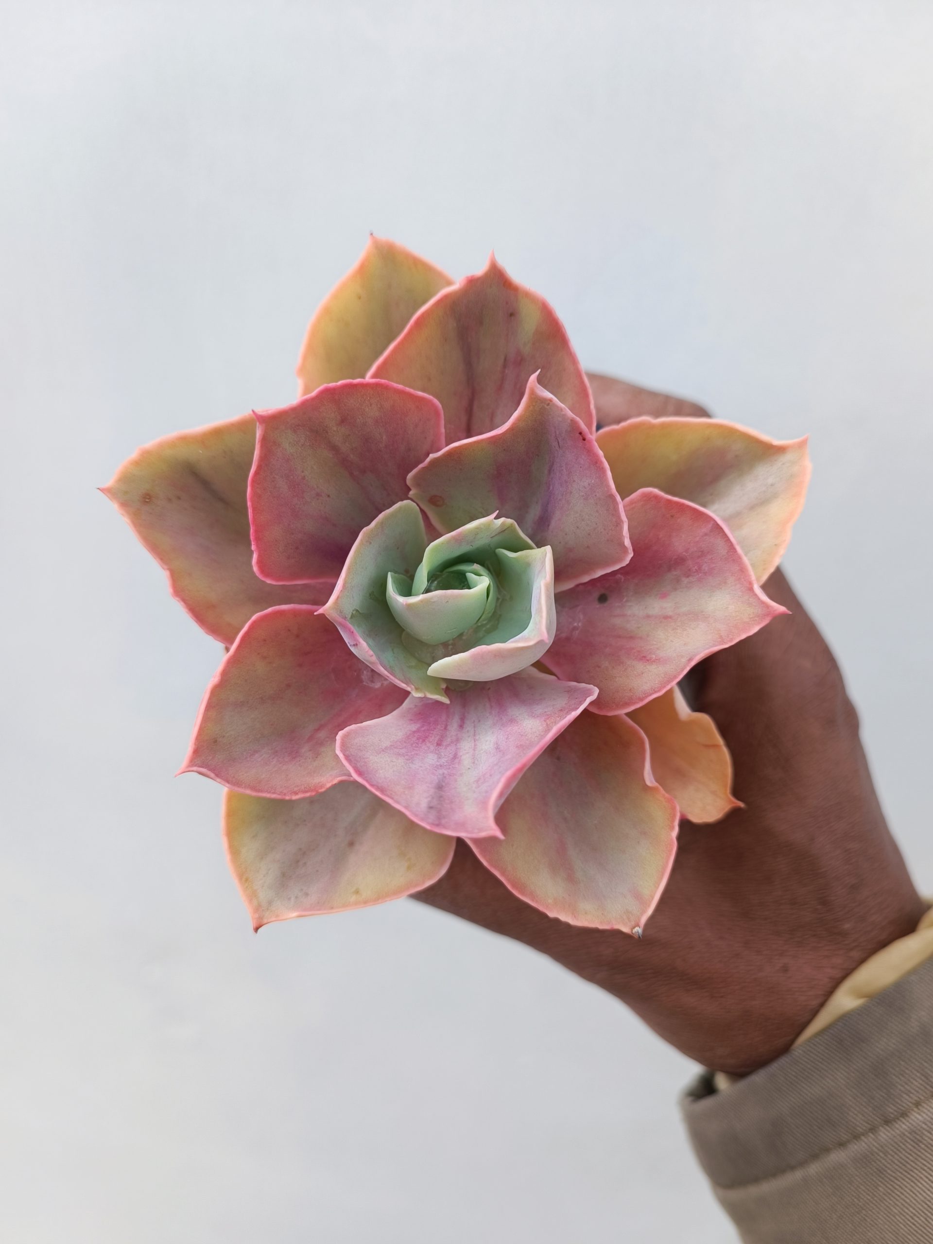 481. Echeveria Shaviana Rose Rainbow - Image 2
