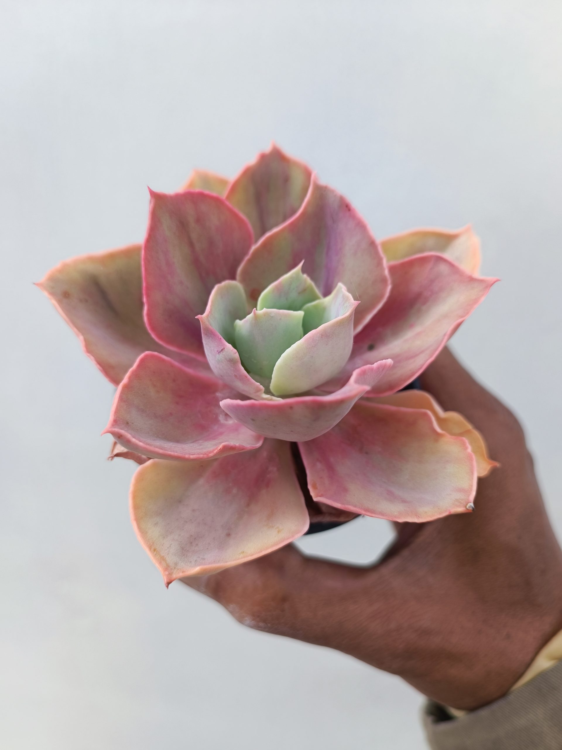481. Echeveria Shaviana Rose Rainbow - Image 3