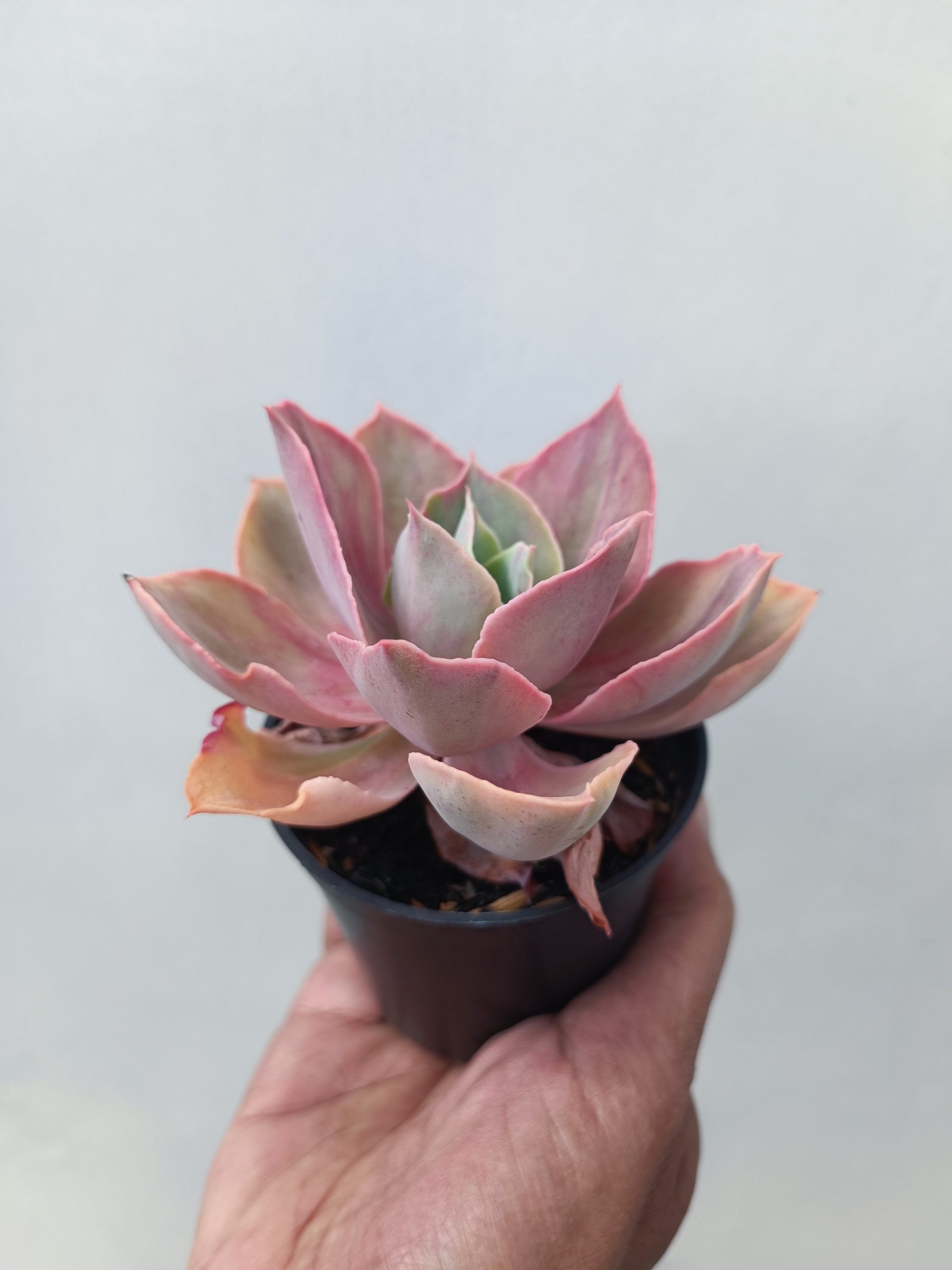 481. Echeveria Shaviana Rose Rainbow - Image 4