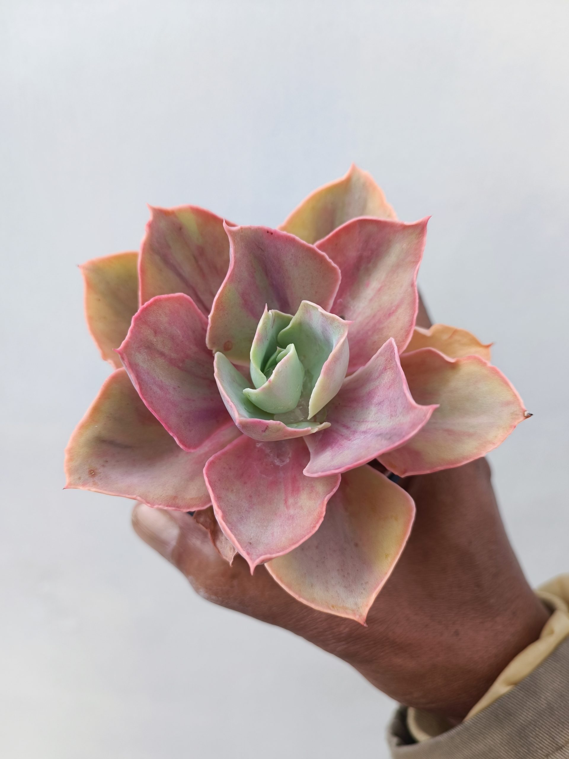 481. Echeveria Shaviana Rose Rainbow - Image 5