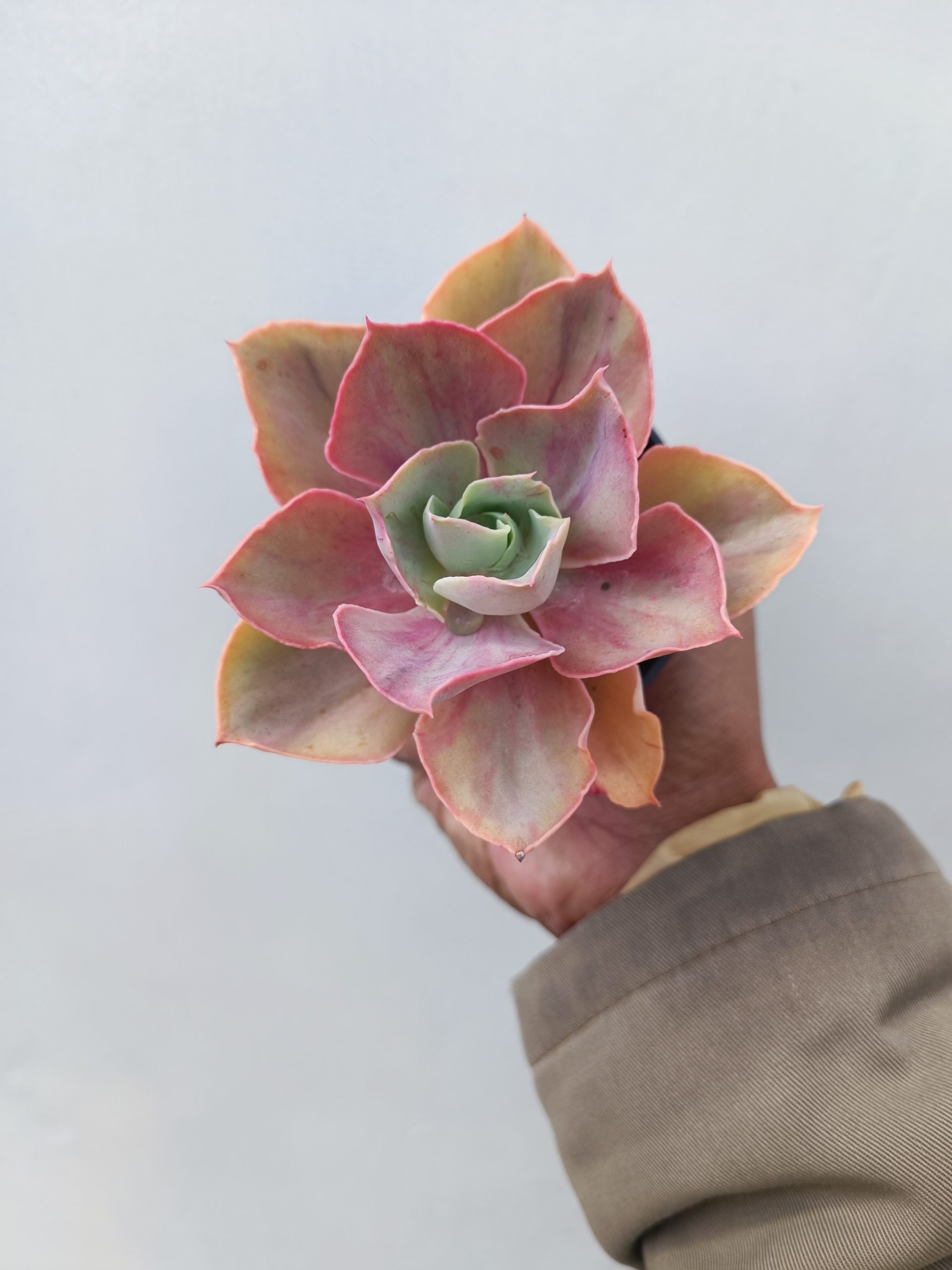 481. Echeveria Shaviana Rose Rainbow - Image 7