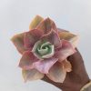 481. Echeveria Shaviana Rose Rainbow