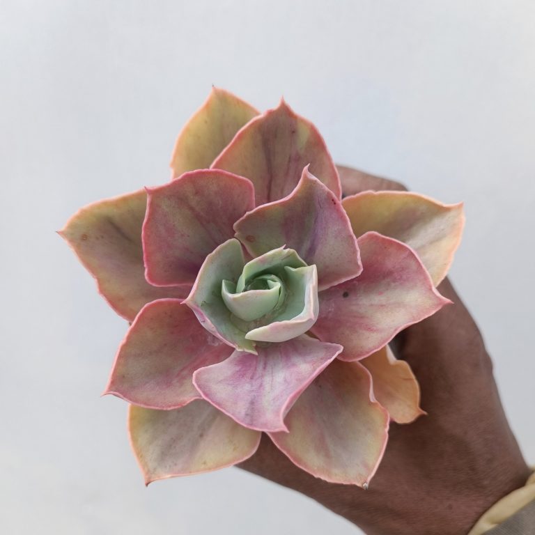 481. Echeveria Shaviana Rose Rainbow
