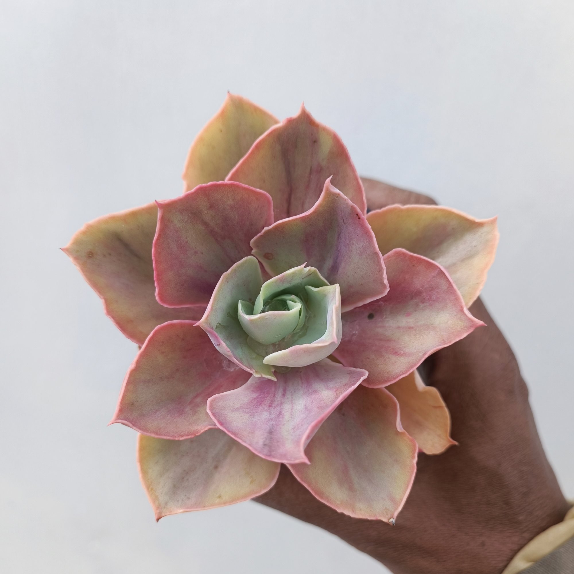 481. Echeveria Shaviana Rose Rainbow