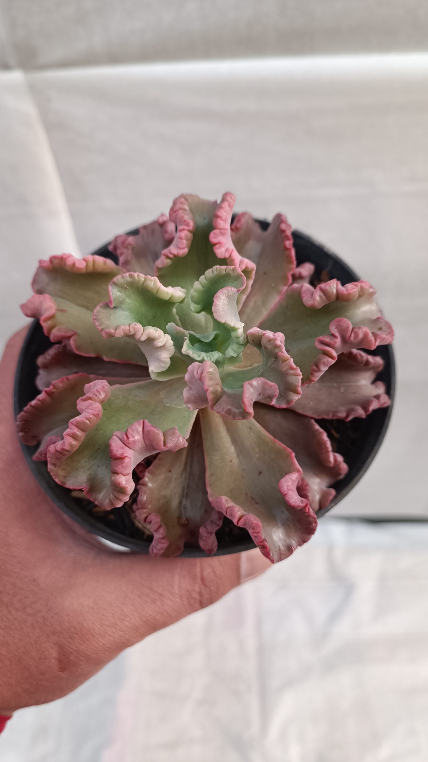 483. Echeveria Octopus Size 10 Cm - Image 3