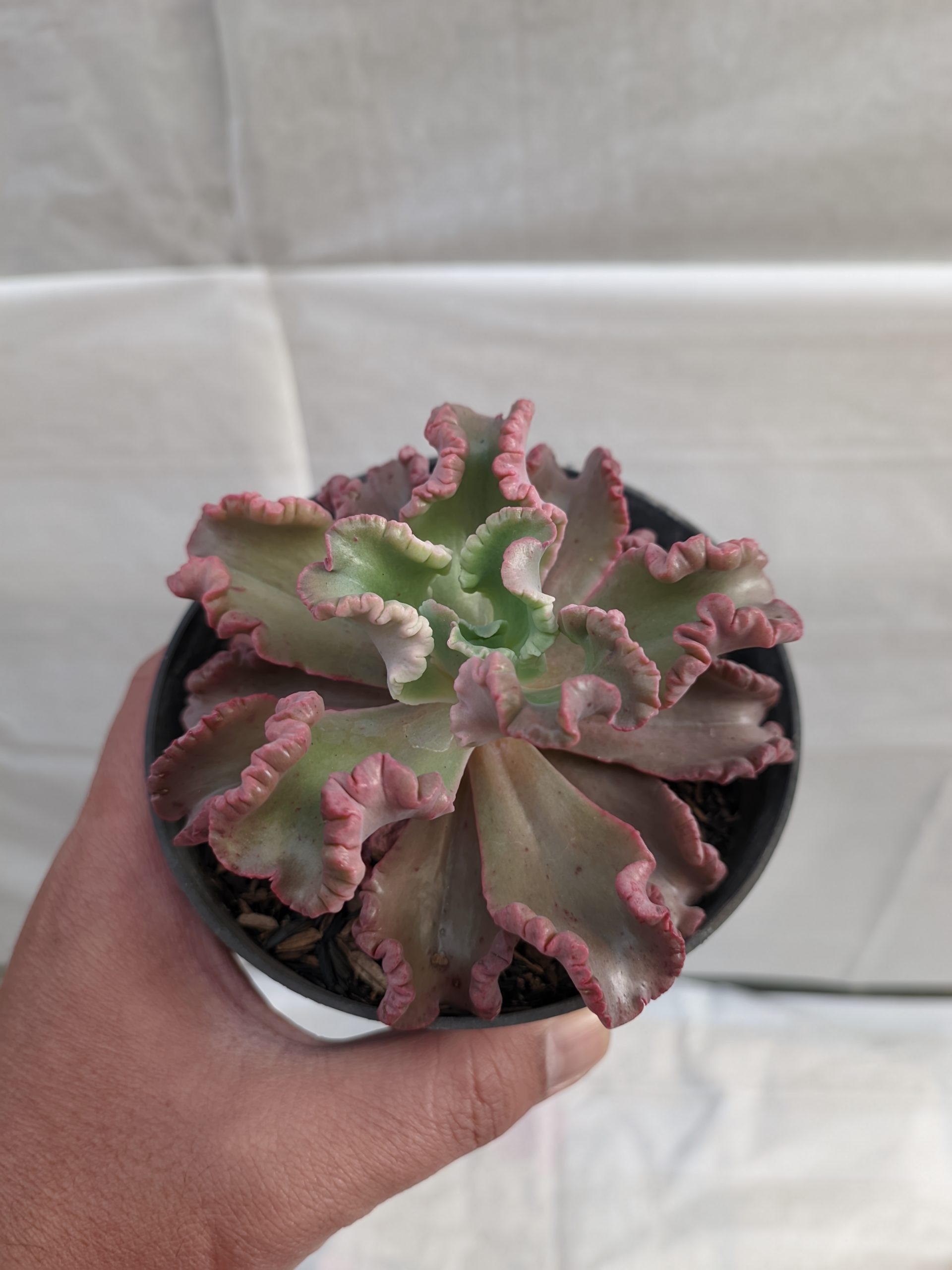 483. Echeveria Octopus Size 10 Cm - Image 4