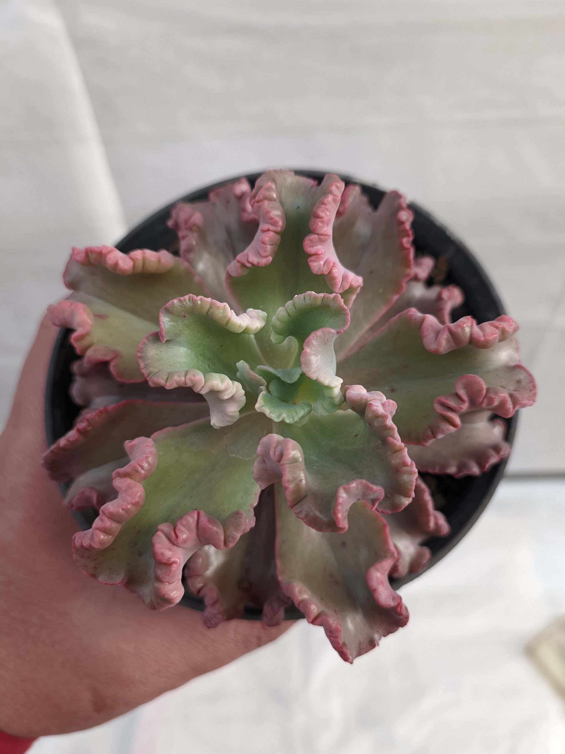 483. Echeveria Octopus Size 10 Cm - Image 5