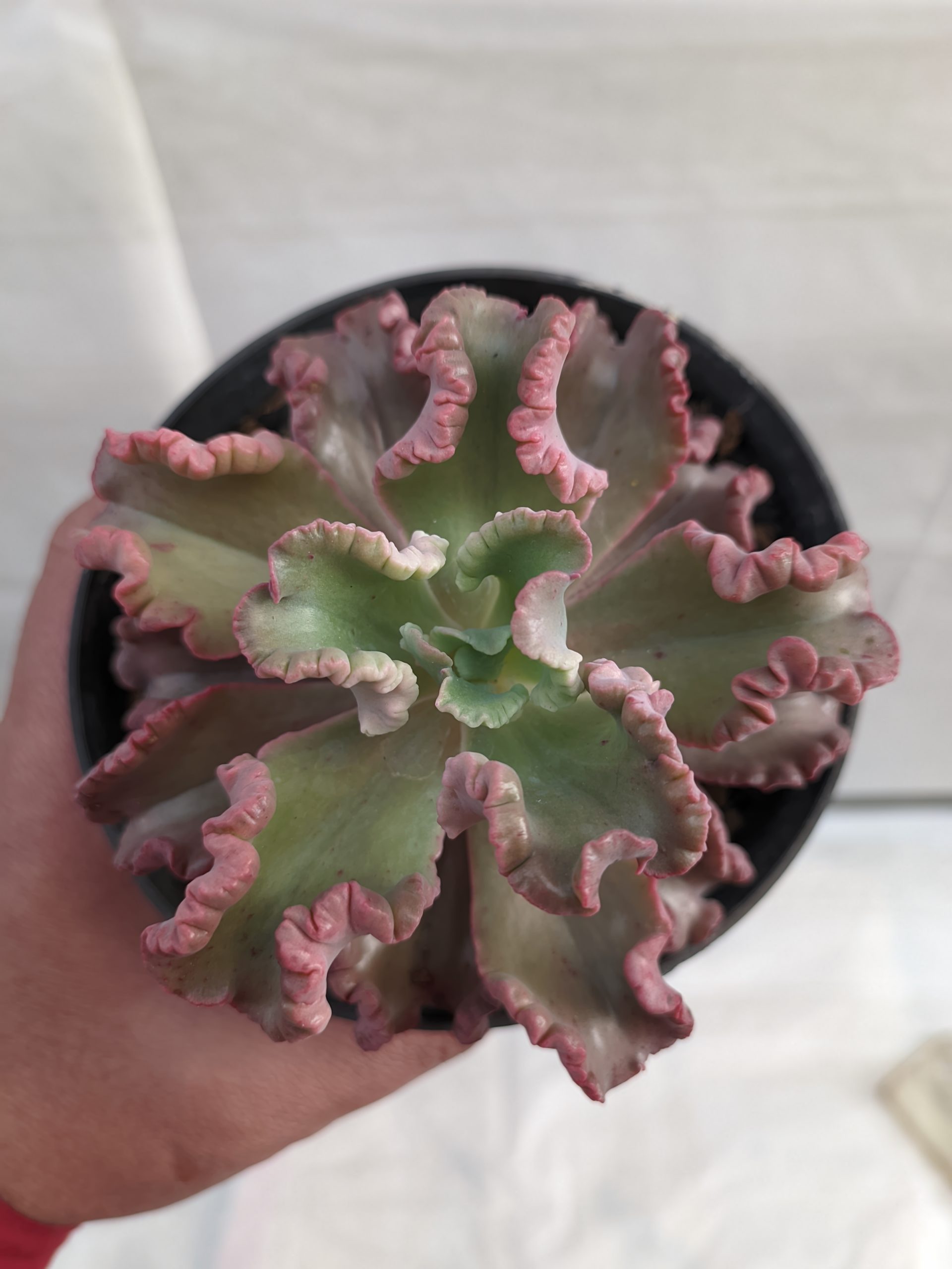 483. Echeveria Octopus Size 10 Cm - Image 7
