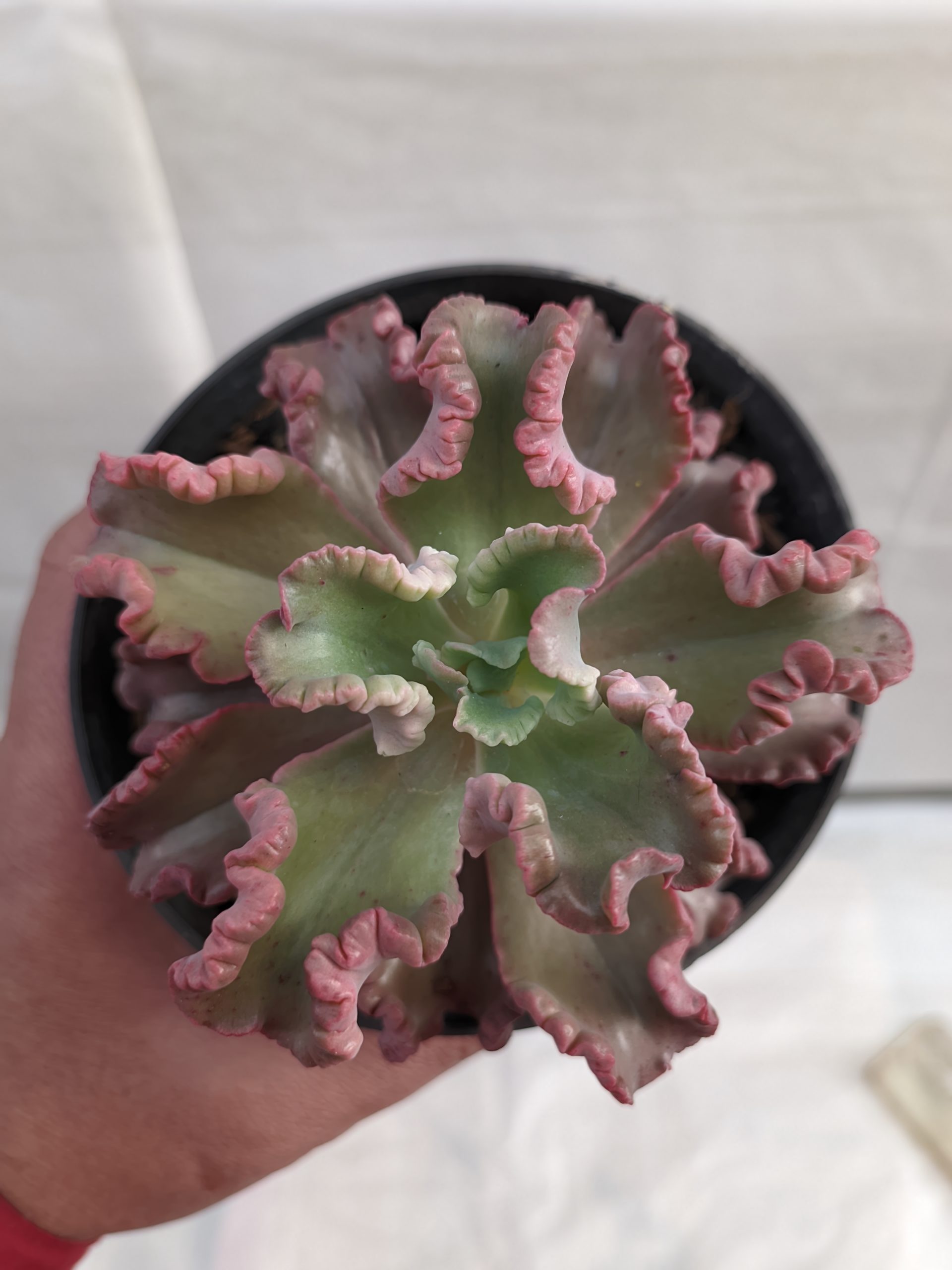483. Echeveria Octopus Size 10 Cm - Image 2