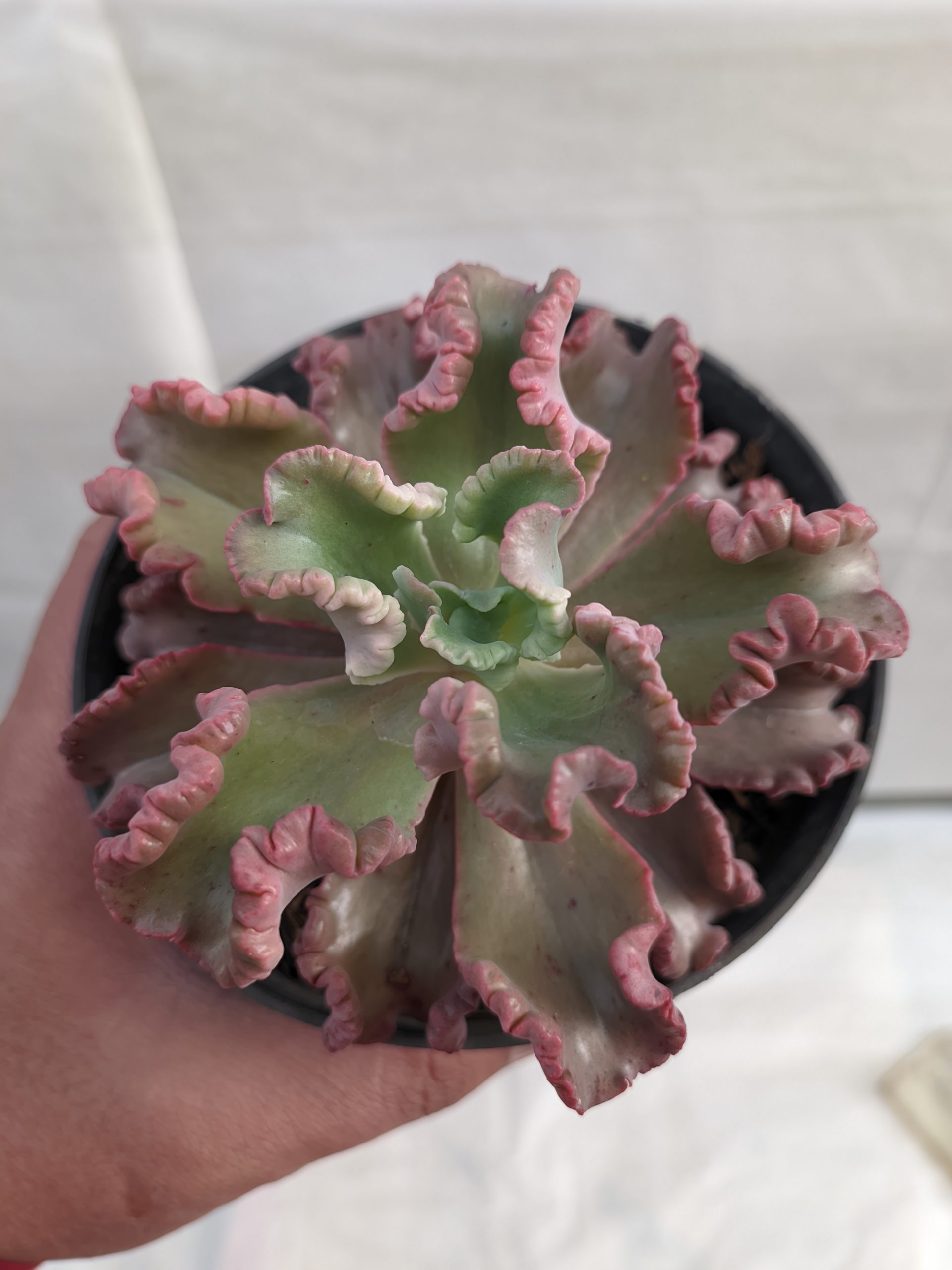 483. Echeveria Octopus Size 10 Cm - Image 9
