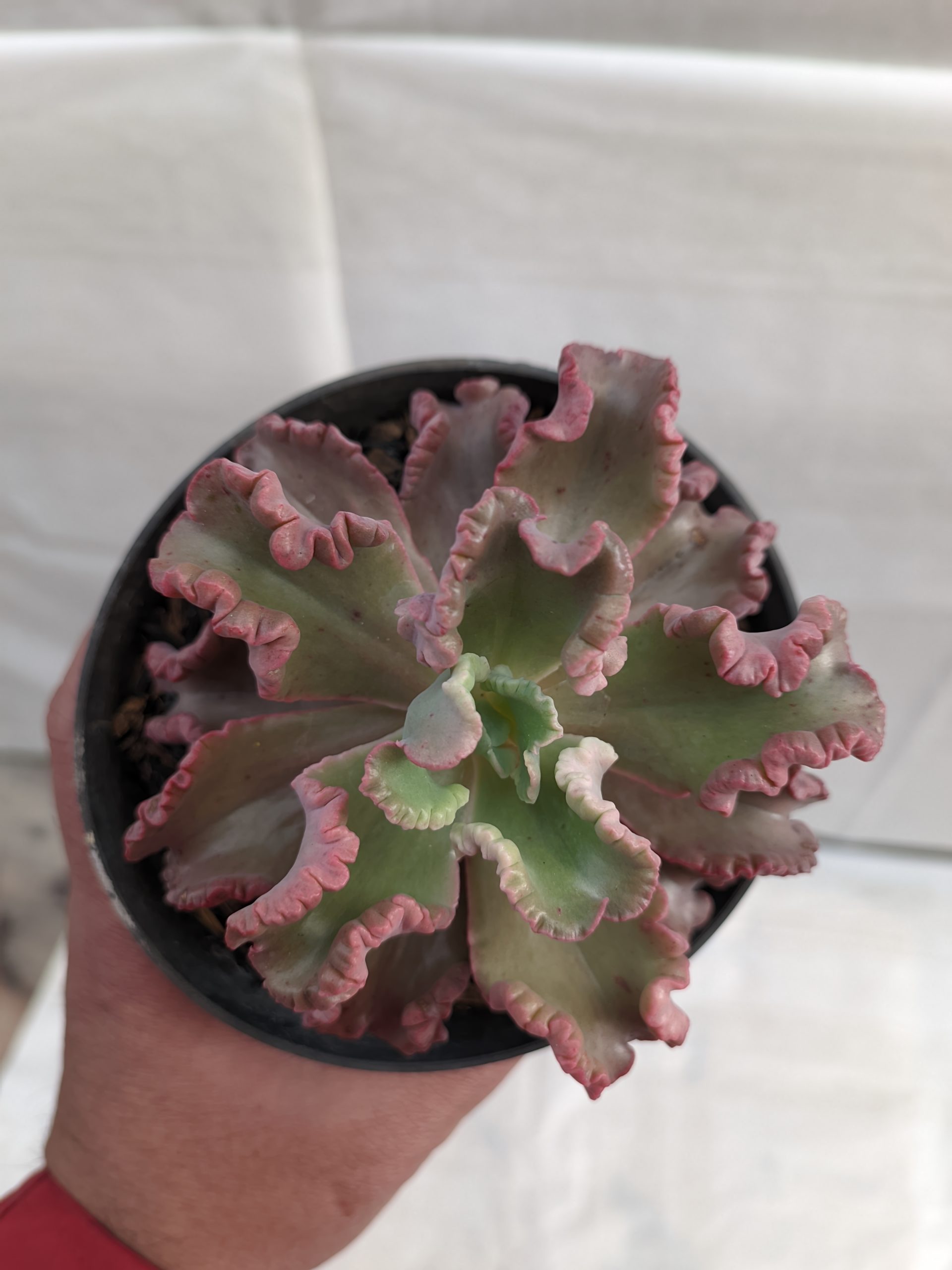483. Echeveria Octopus Size 10 Cm - Image 8