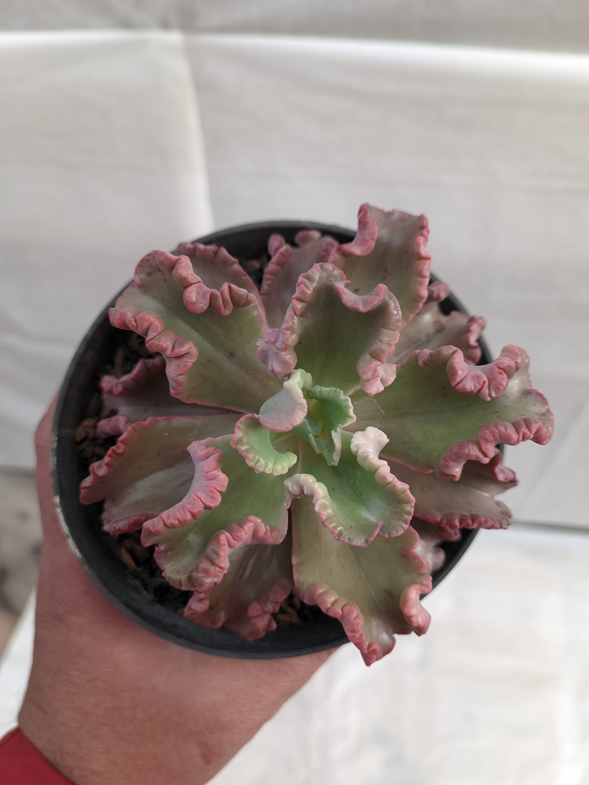 483. Echeveria Octopus Size 10 Cm - Image 6