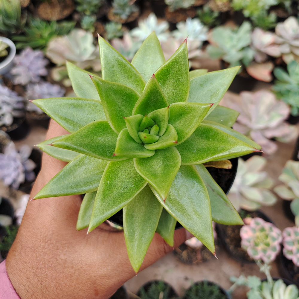 484. Echeveria Agavoides Molded Wax Agave - Image 3