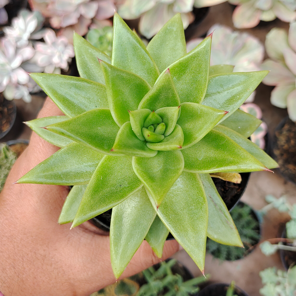 484. Echeveria Agavoides Molded Wax Agave - Image 5