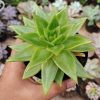 484. Echeveria Agavoides Molded Wax Agave
