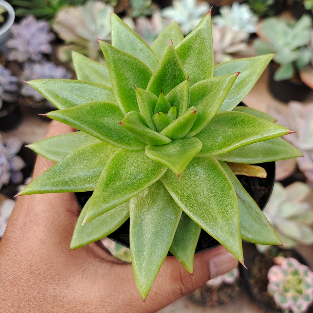 484. Echeveria Agavoides Molded Wax Agave