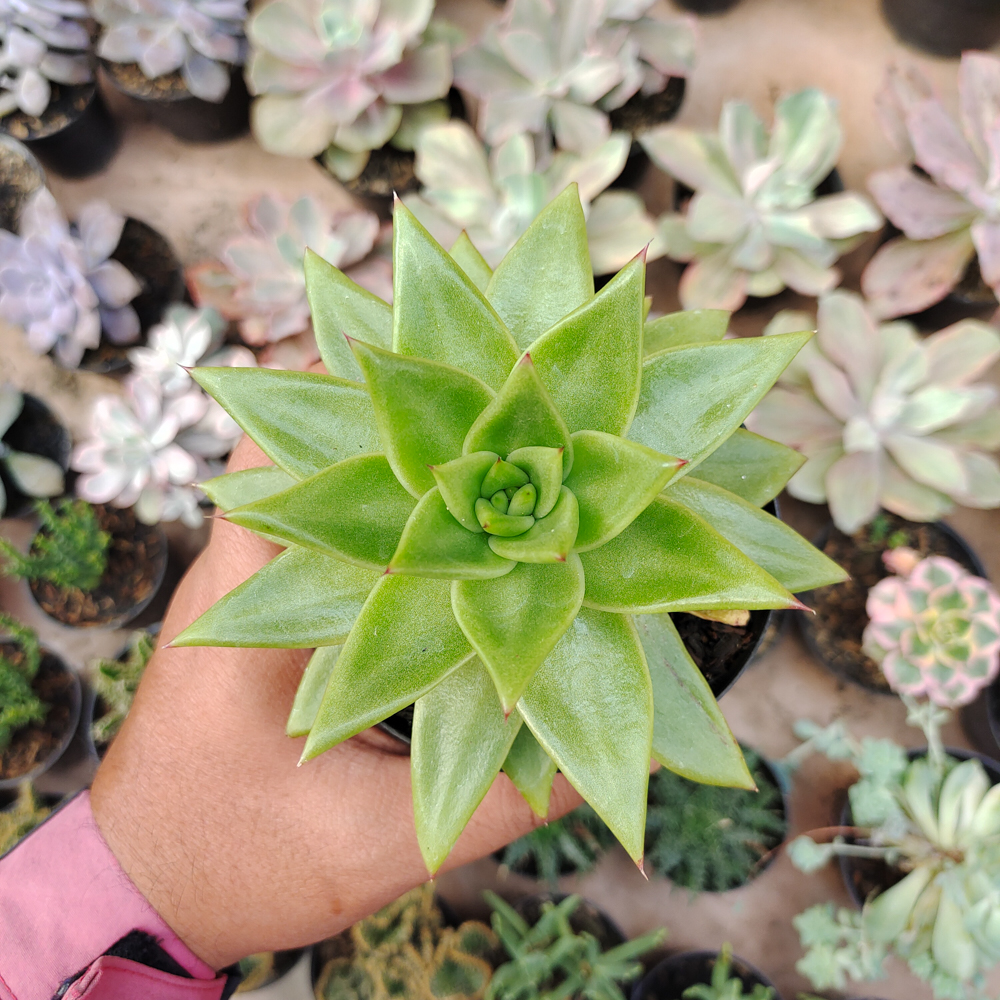 484. Echeveria Agavoides Molded Wax Agave - Image 6