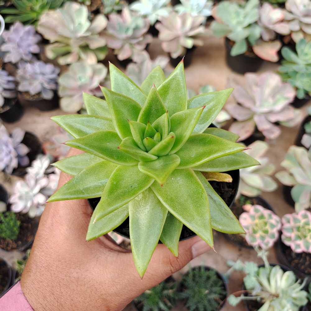 484. Echeveria Agavoides Molded Wax Agave - Image 8