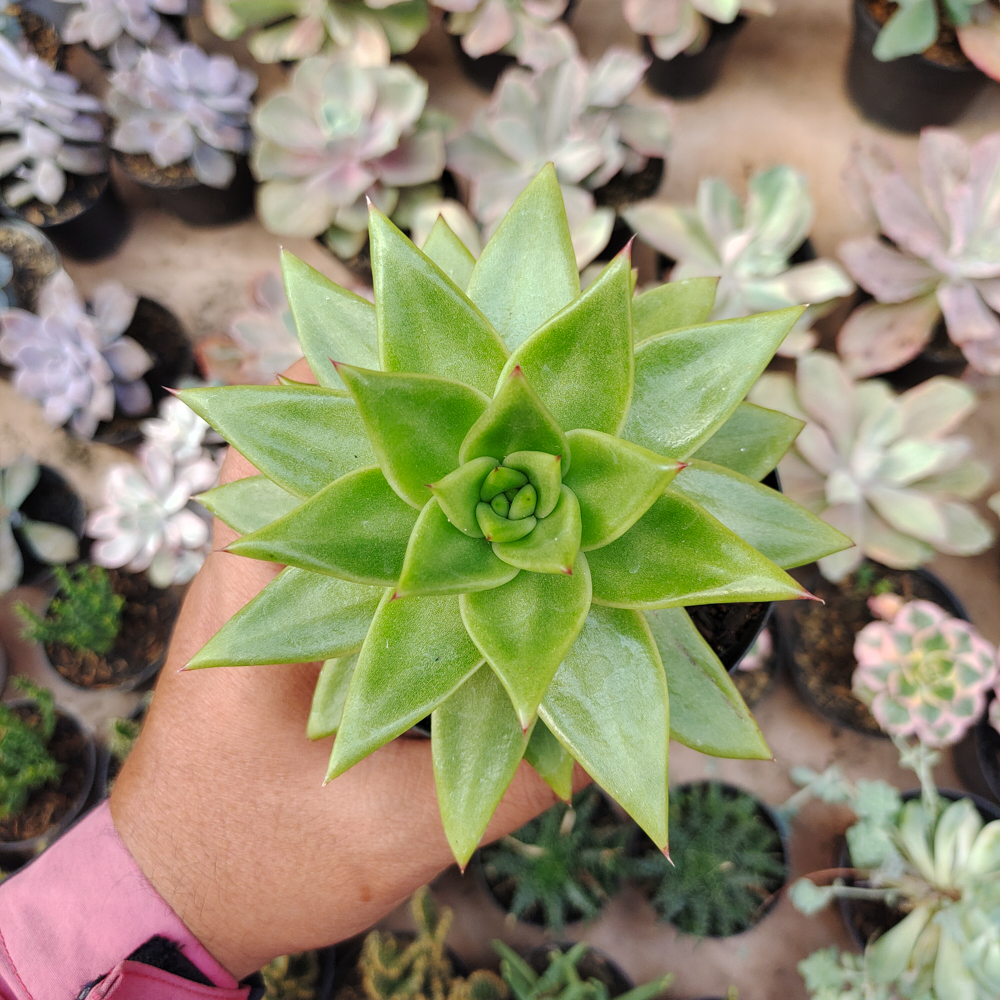 484. Echeveria Agavoides Molded Wax Agave - Image 7