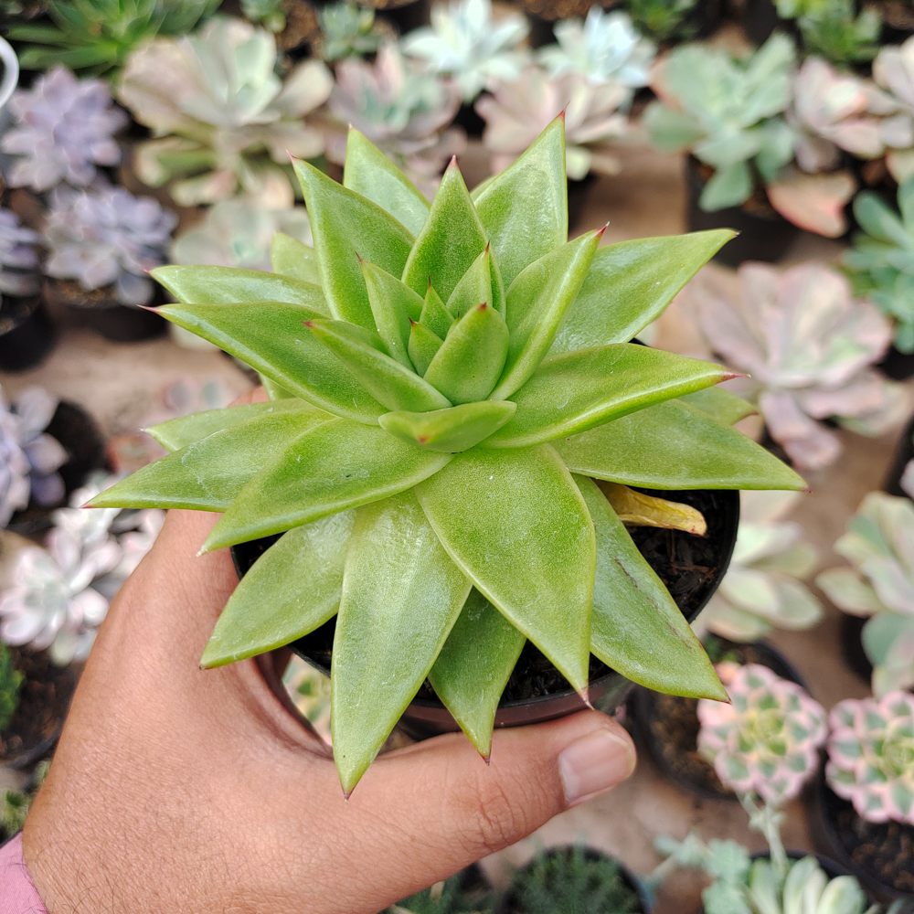 484. Echeveria Agavoides Molded Wax Agave - Image 9