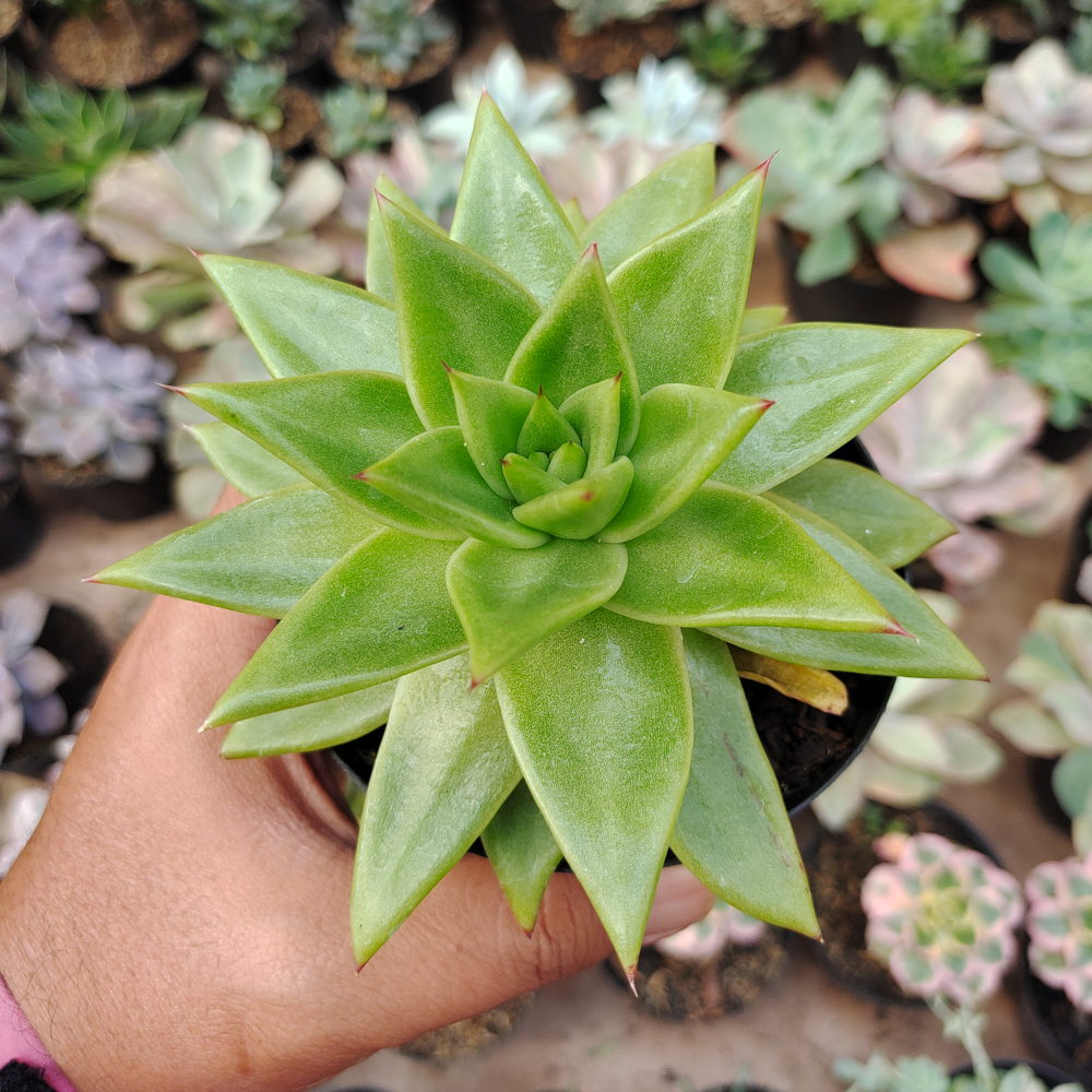 484. Echeveria Agavoides Molded Wax Agave - Image 10