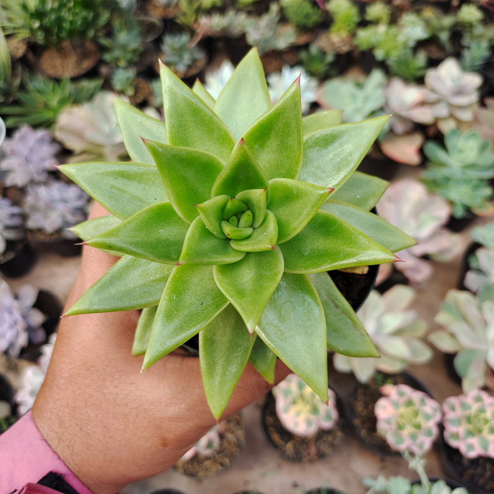 484. Echeveria Agavoides Molded Wax Agave - Image 11