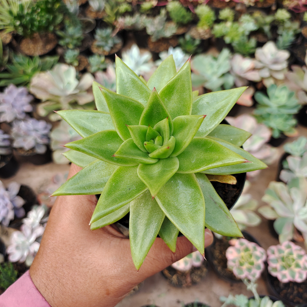 484. Echeveria Agavoides Molded Wax Agave - Image 2