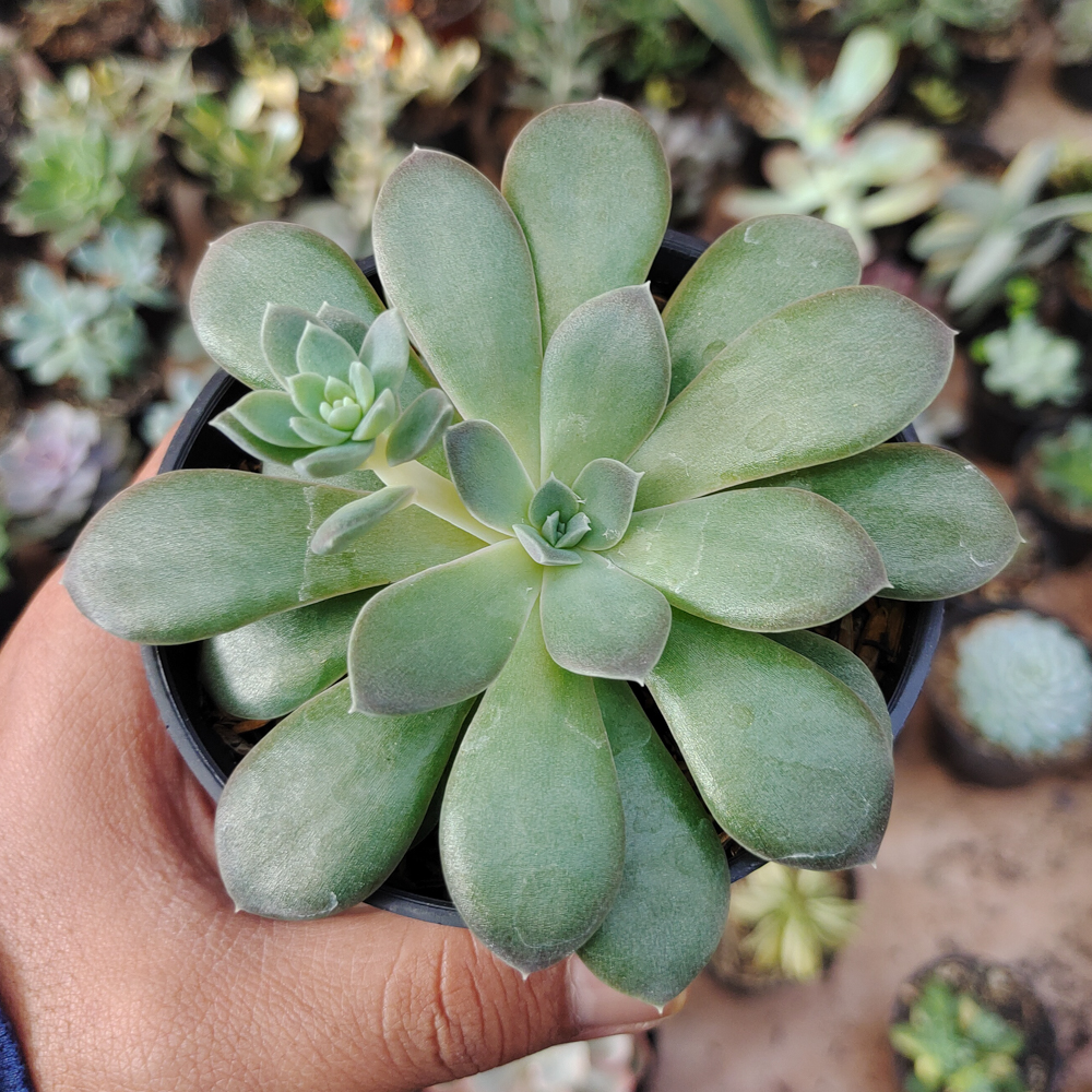 487. Echeveria Carnicolor - Image 4