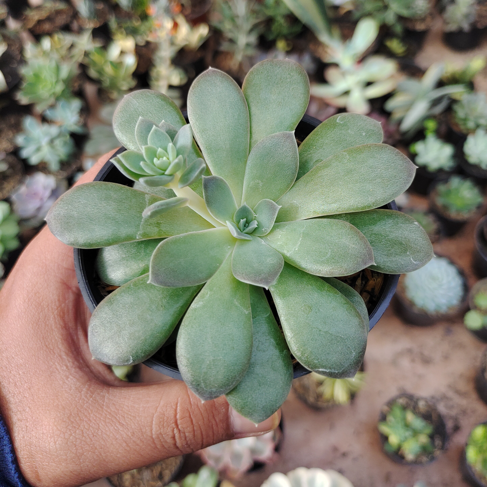 487. Echeveria Carnicolor - Image 5