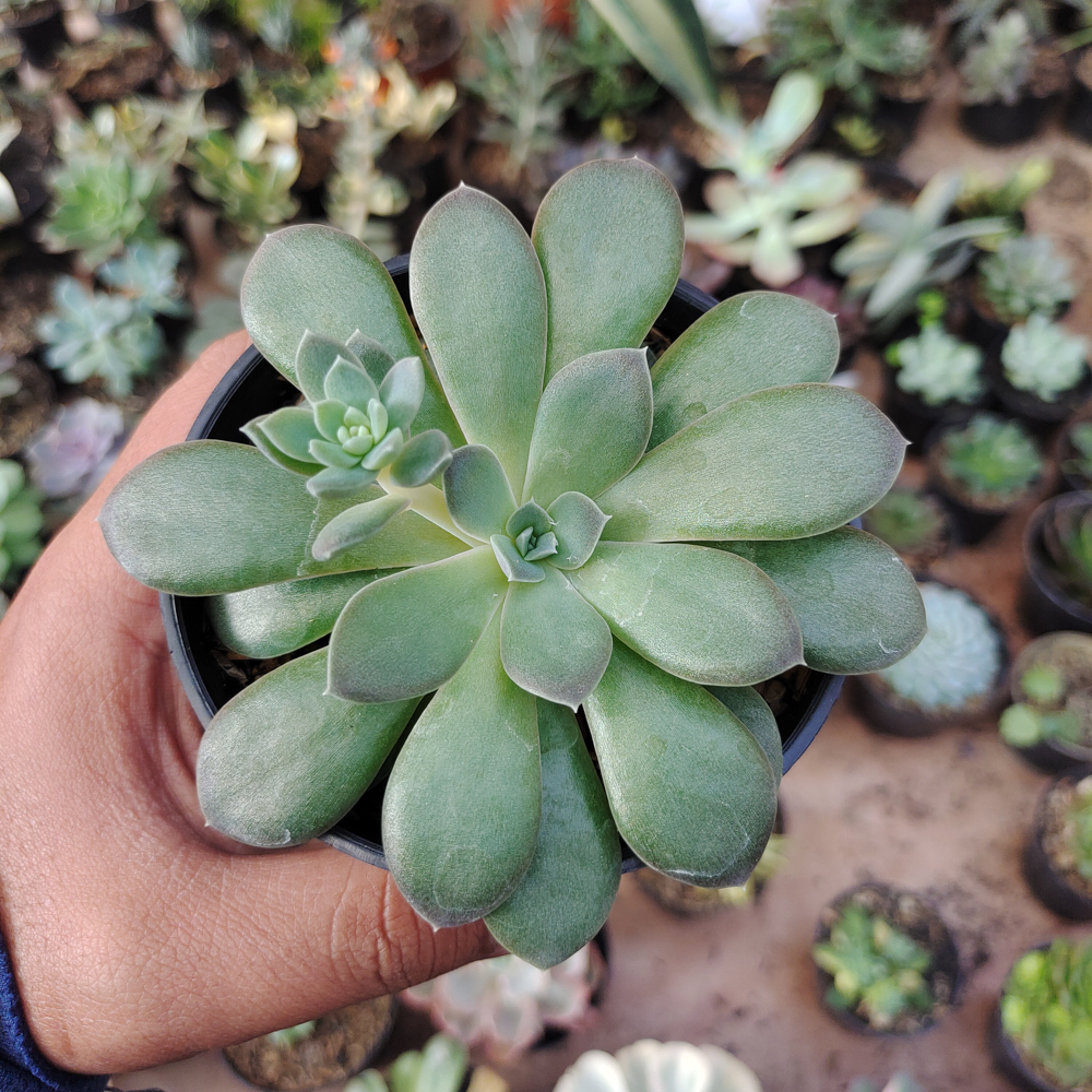 487. Echeveria Carnicolor - Image 6